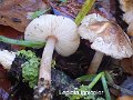 Lepiota ignicolor-amf1178